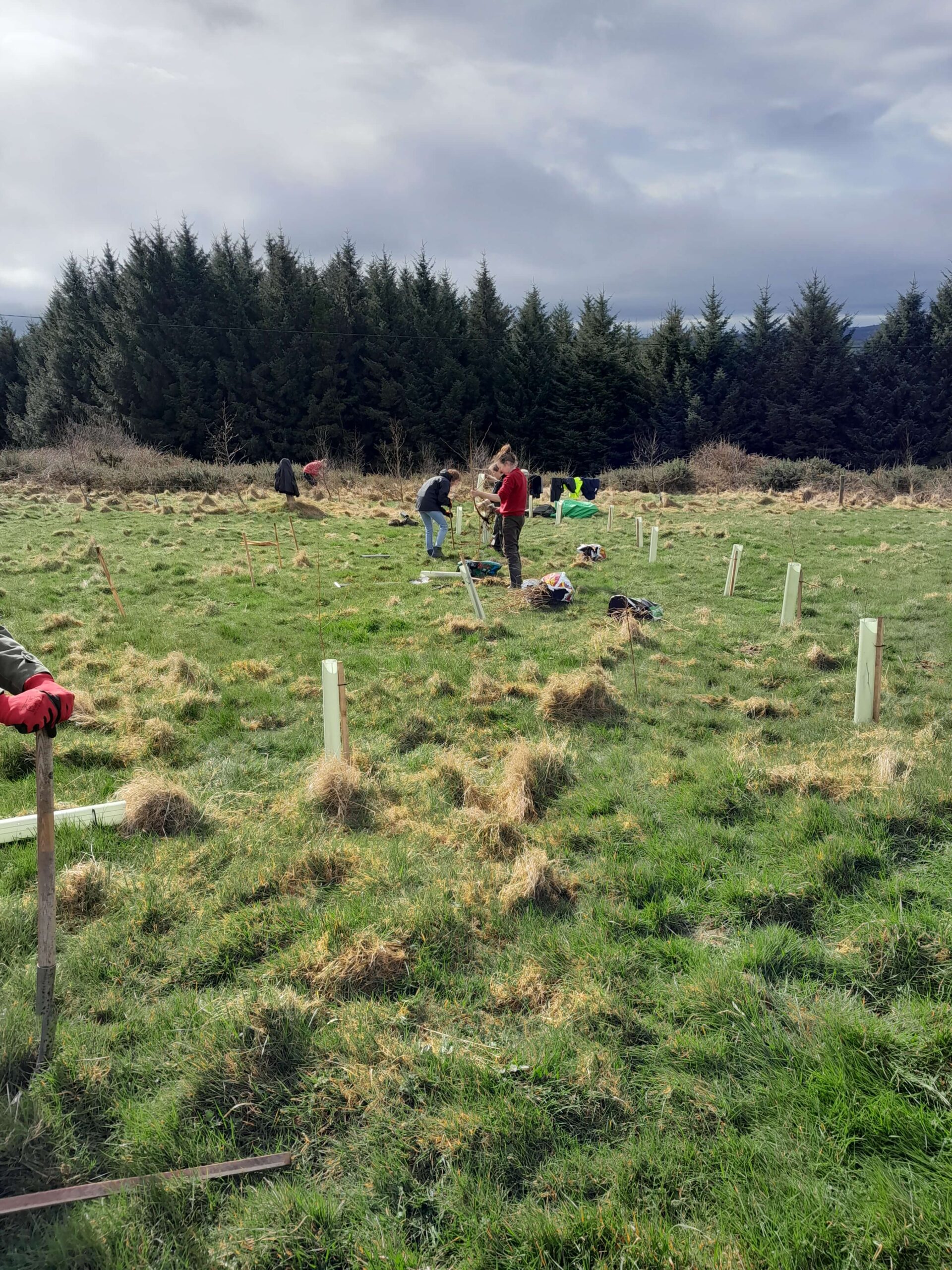 wide angle picture with some volunteers working planting new trees